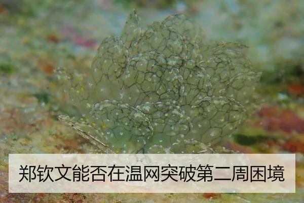 zheng-qin-wen-neng-fou-zai-wen-wang-tu-po-di-er-zhou-kun-jing-2-903.jpg