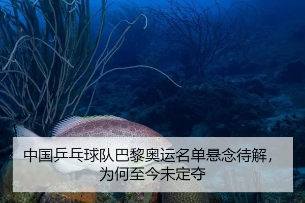 中国乒乓球队巴黎奥运名单悬念待解，为何至今未定夺